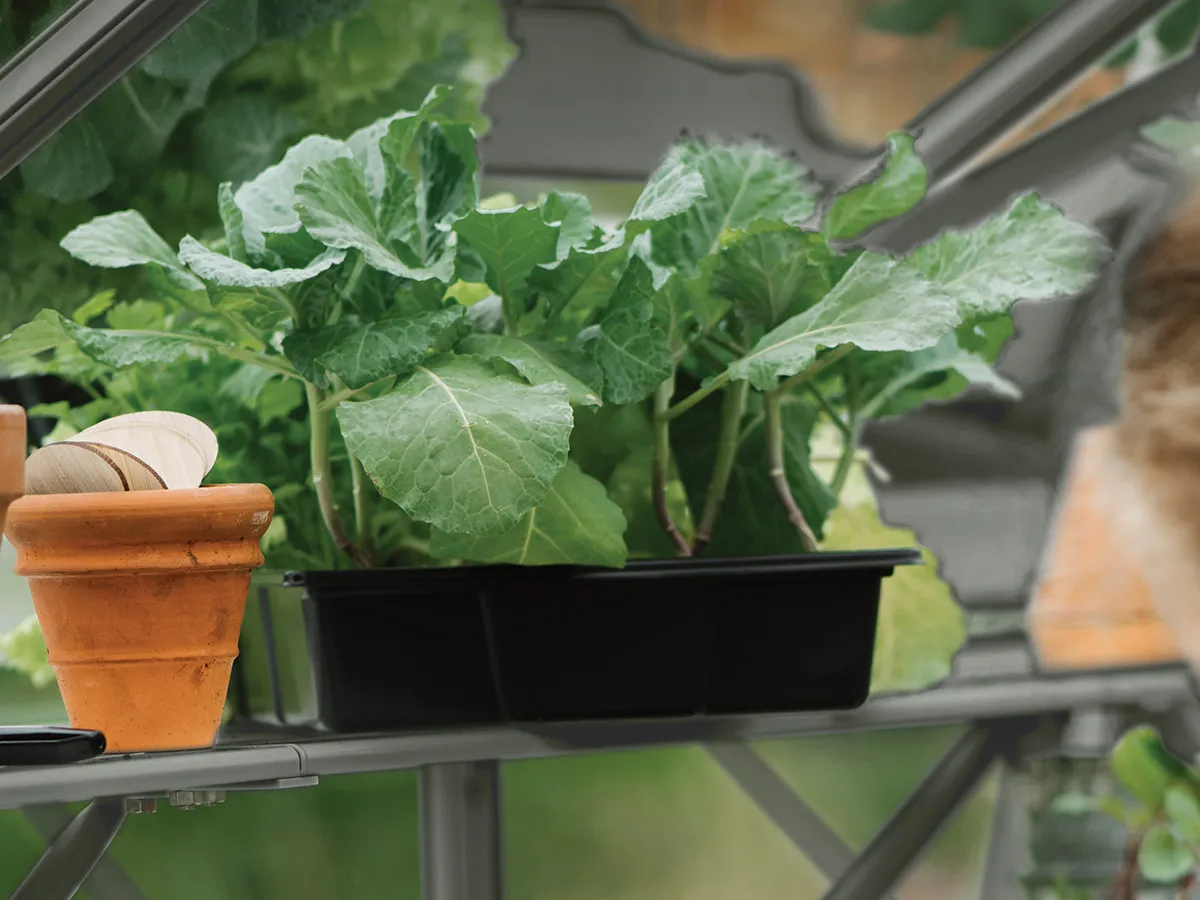 Royal Well | Schap Mary II Tuinkas | Groengrijs