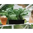 Royal Well | Schap Mary II Tuinkas | Wit