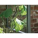 Royal Well | Tomatenspiraal | Set van 4