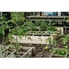 Royal Well | Wild Celery - Geïmpregneerd Grenen