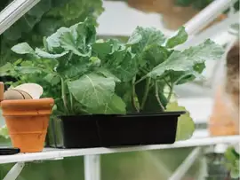 Royal Well | Schap Mary IV Tuinkas | Wit