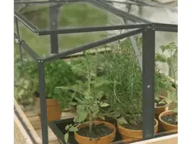 Royal Well | Parsley Planter Broeikas Small | Veiligheidsglas 4 mm