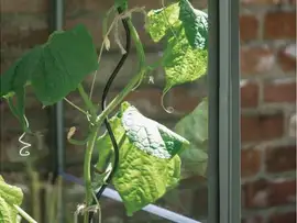 Royal Well | Tomatenspiraal | Set van 4