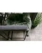 Fonteyn | Barset Cali | Sooty