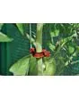 Royal Well | Tomato Clips | 20 stuks