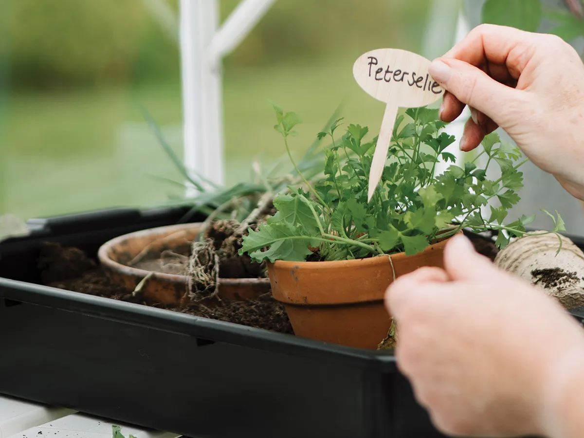 Royal Well | Kweekbak/Container 15 liter