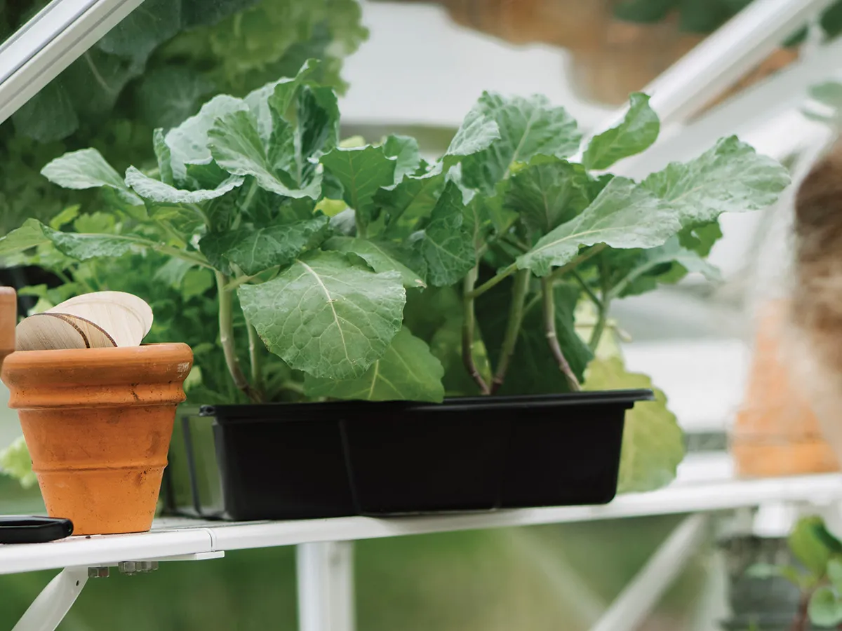 Royal Well | Schap Mary II Tuinkas | Wit