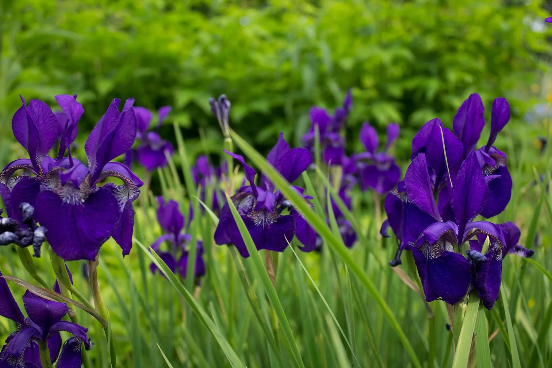 Tips voor een relaxte dag in je eigen tuin