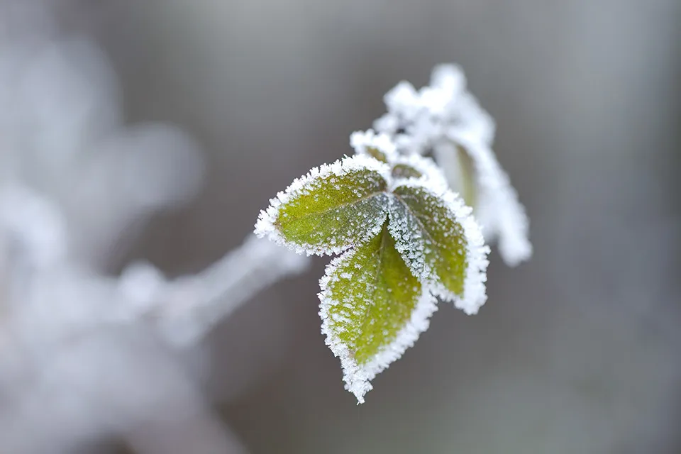 Maak je tuin winterklaar!