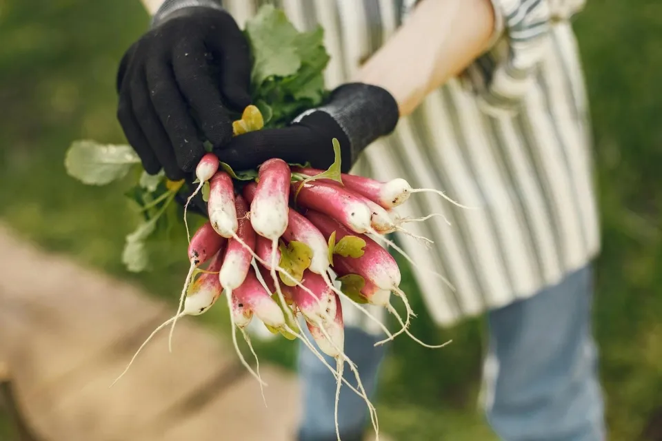 De praktische moestuinkalender