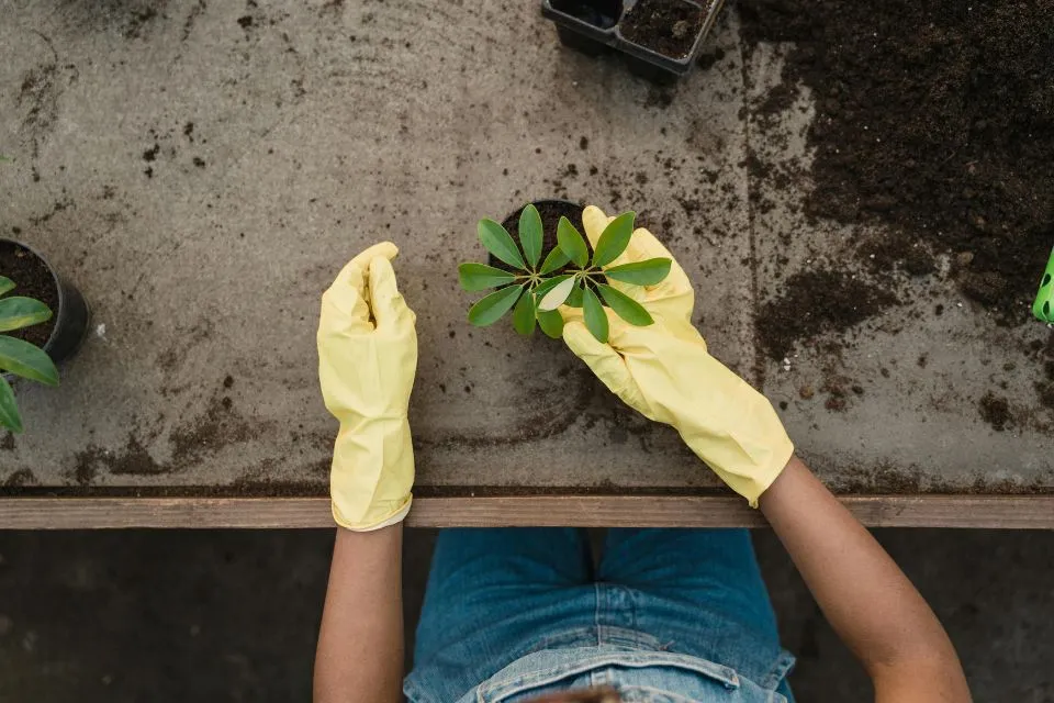 Tuinkalender maart: een frisse start!