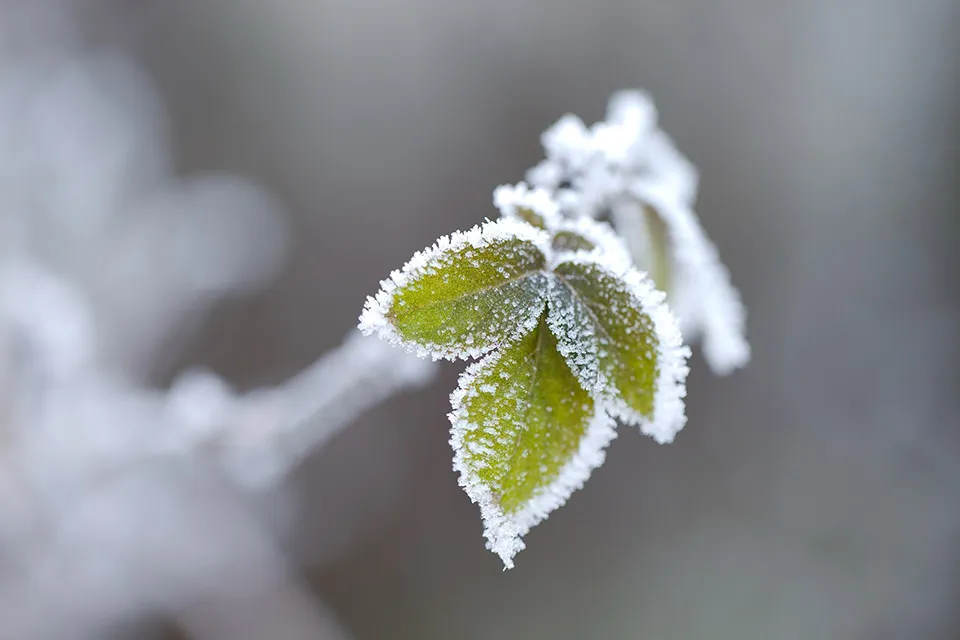 Olijfboom beschermen in de winter? 7x tips