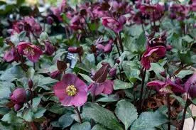 Wintergroene planten en bloemen in de tuin 