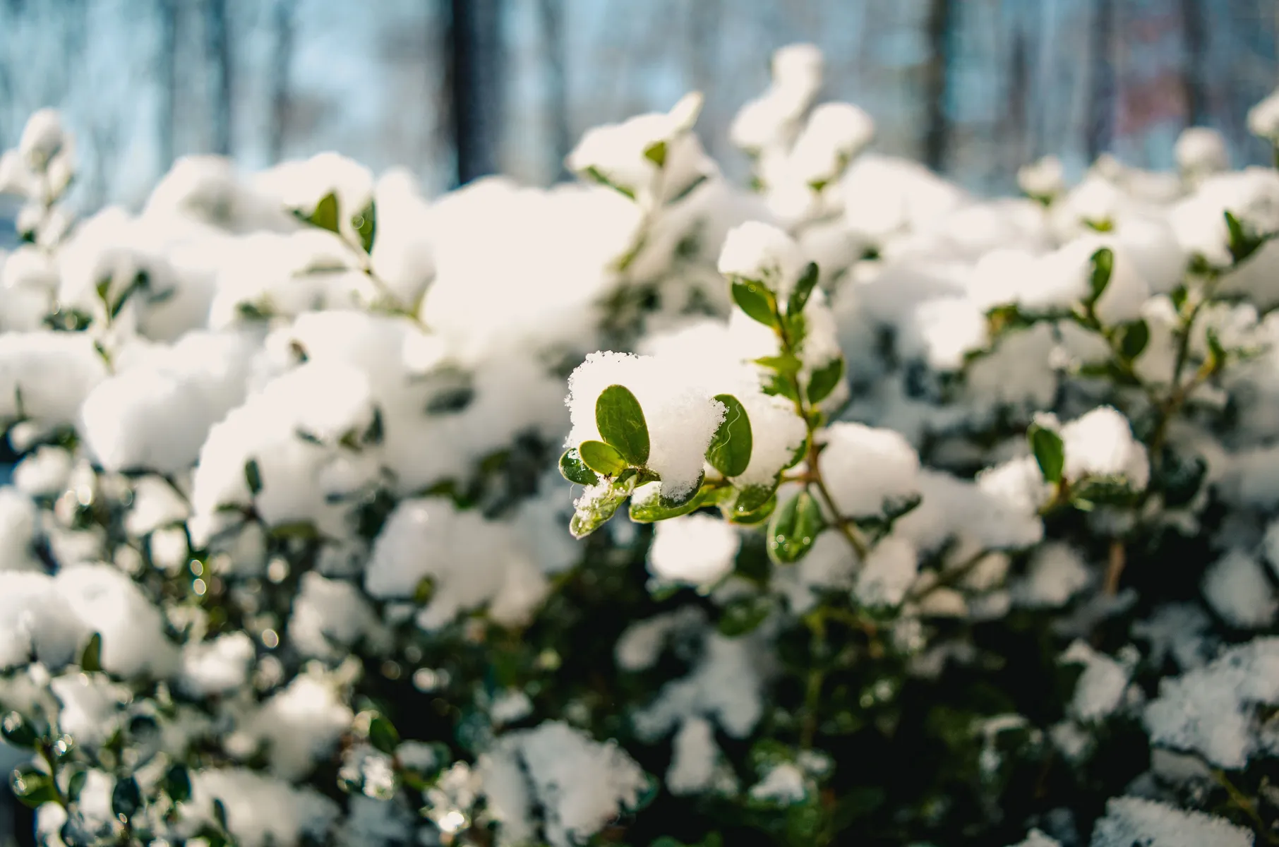 Onze tuintips voor de wintermaanden verzameld