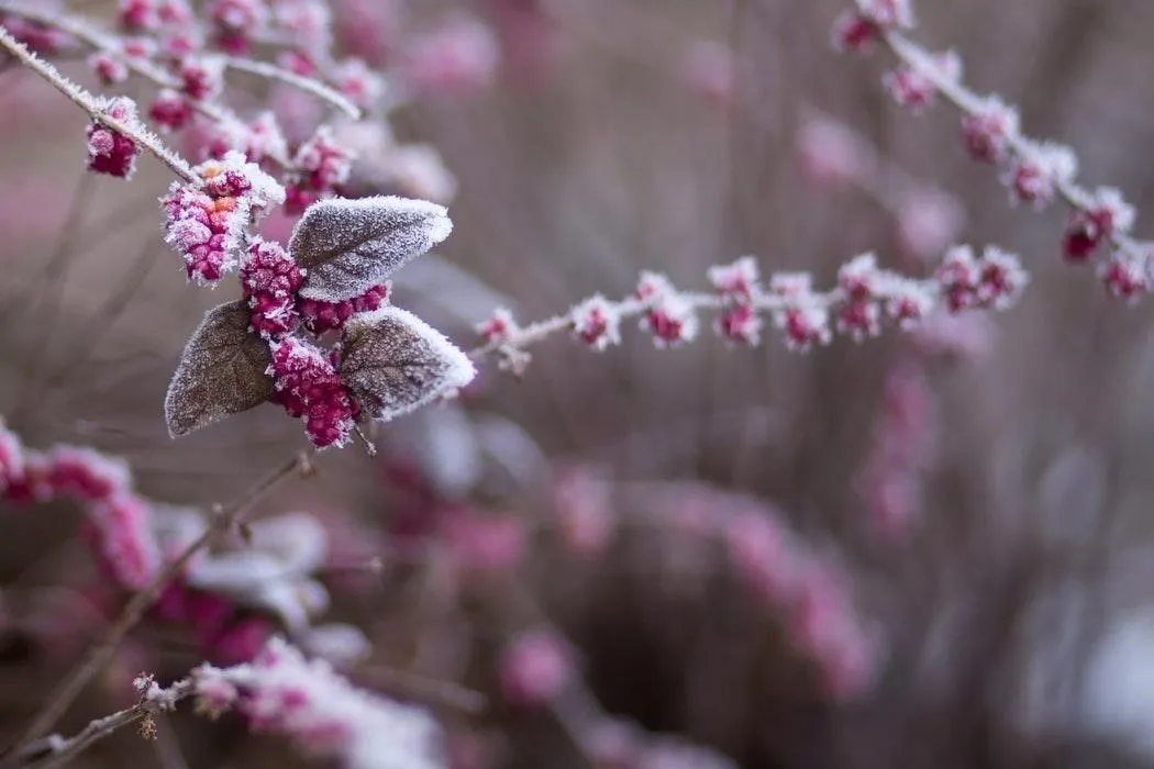 Optimaal genieten van je tuin in de winter