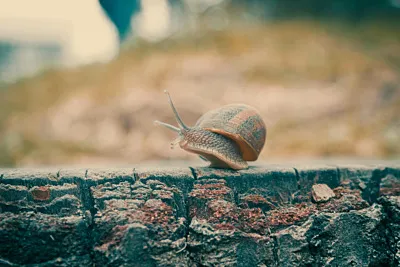 Hét geheim om van de slakken in jouw tuin af te komen!