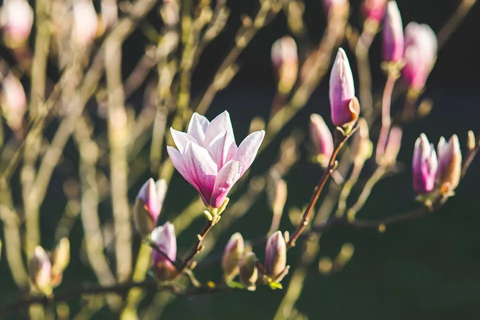 Vogelvriendelijke tuin