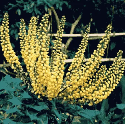 wintergroene planten