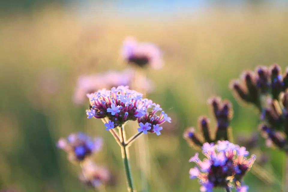 romantische bloemen