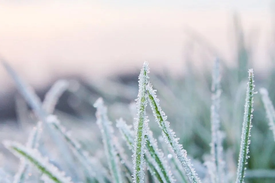 maak je tuin winterklaar