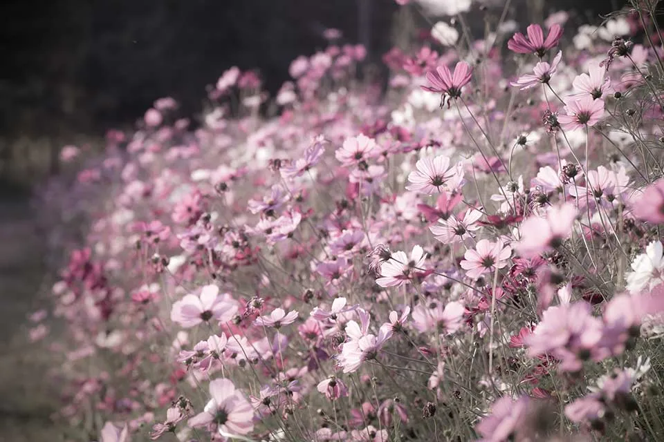 pastel bloemen